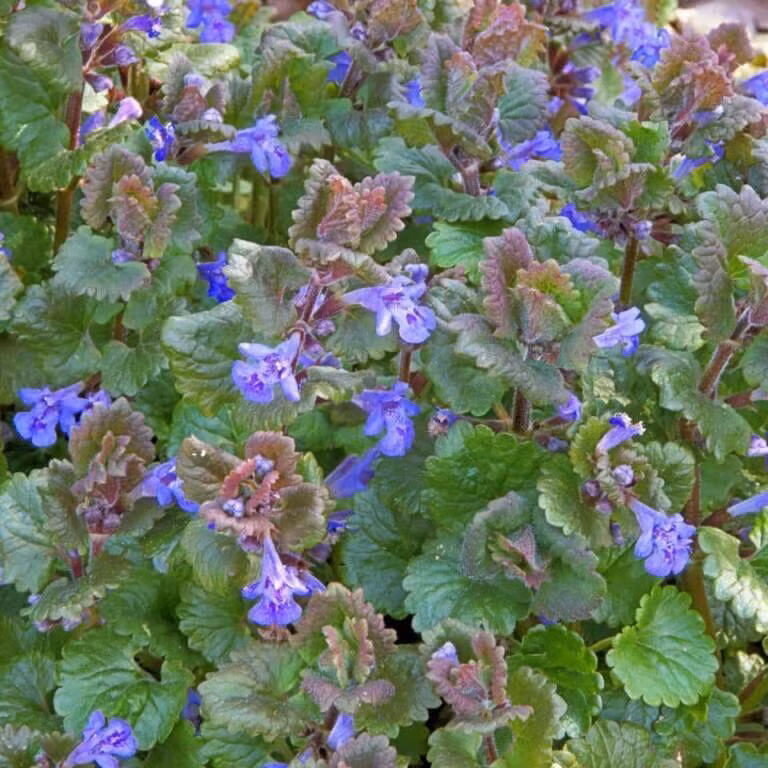 Brandnetel jeuk verhelpen 16 Hondsdraf.jpg