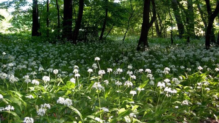 eetbare-wilde-planten-nederland