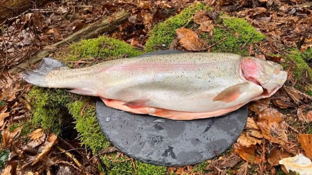 Verse pasta met forel en kappertjes 18 forel op bord.jpg