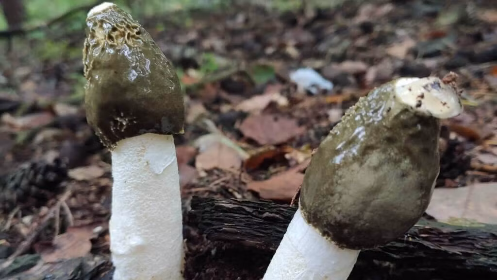 Paddenstoelen plukken met respect voor de natuur 18 grote stinkzwam.jpg