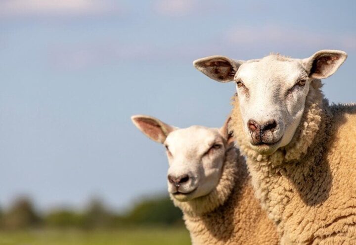 schapen