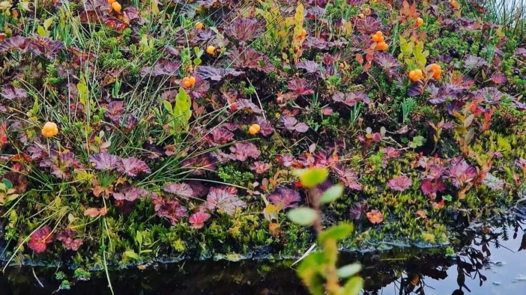 Dalarna: het hart van Zweden 27 berggoud