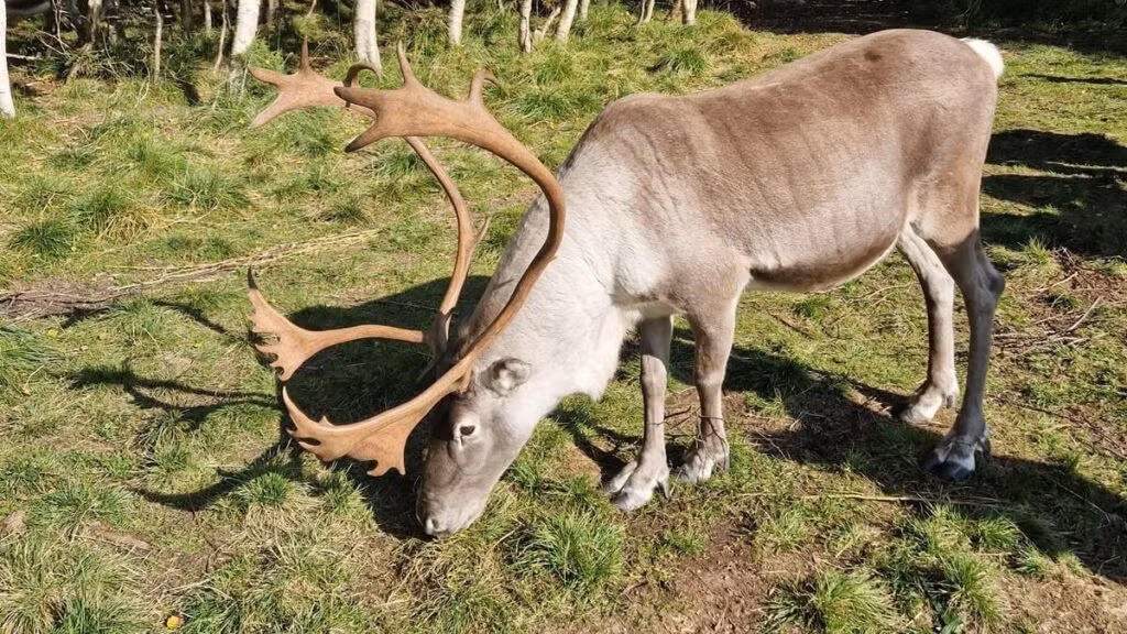 Dalarna: het hart van Zweden 33 rendieren bezoeken