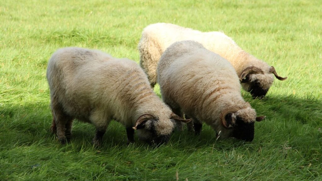 Wandelen zonder blaren 2 schapen