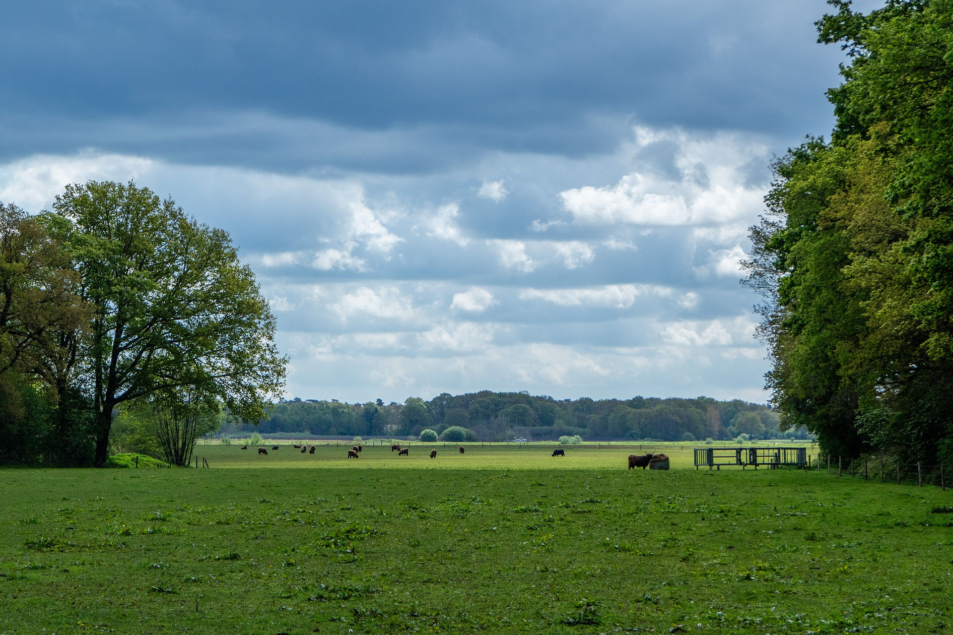 Schotse hooglanders