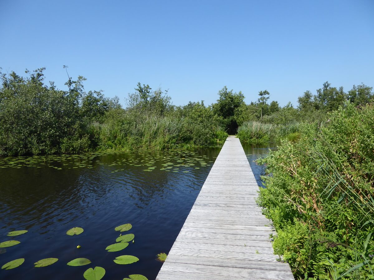 swalkje-troch-de-alde-feanen-header