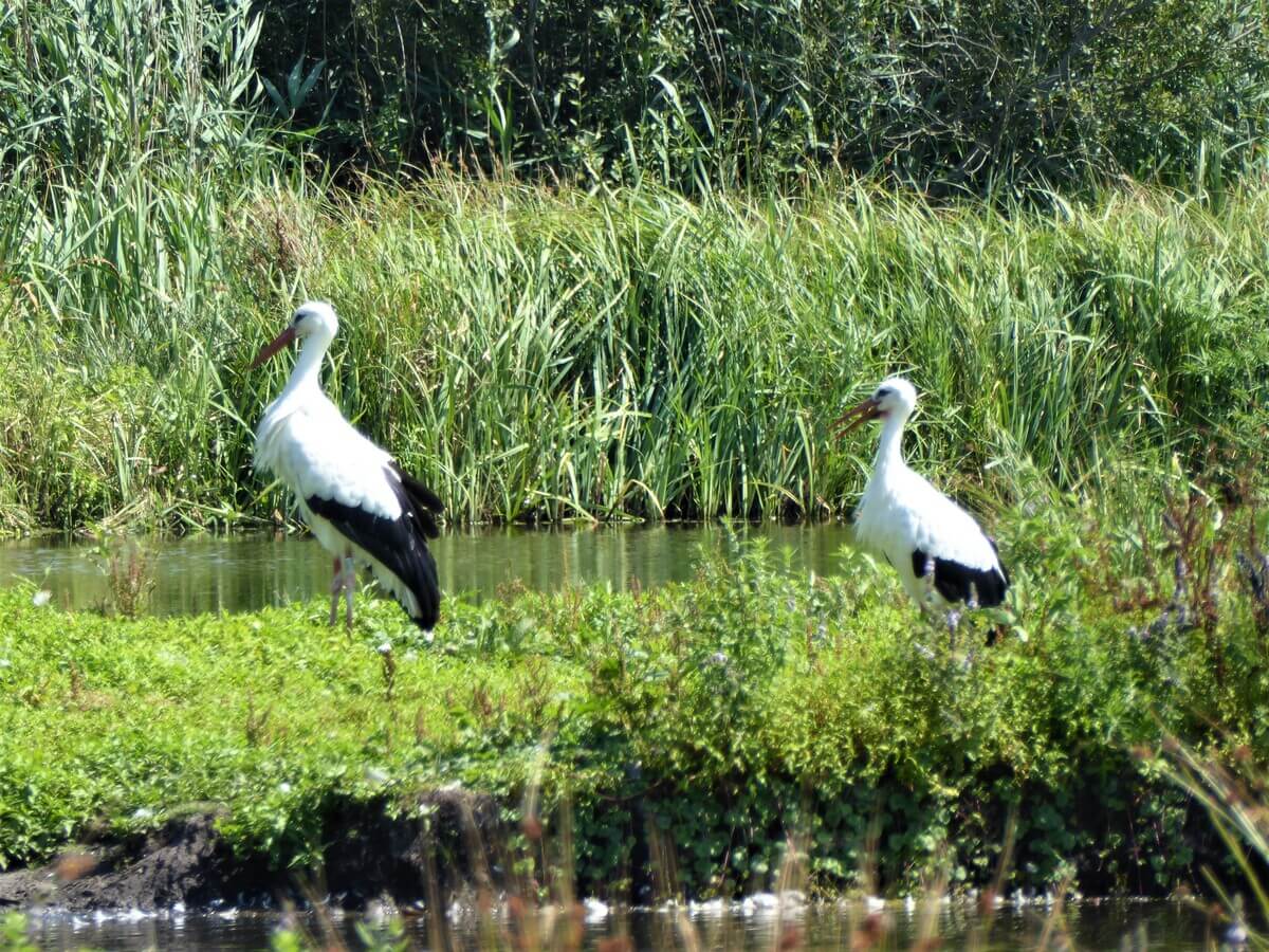 Wandelroute van de Maand: Swalkje troch de Alde Feanen in Friesland 3 swalkje troch de alde feanen ooievaars