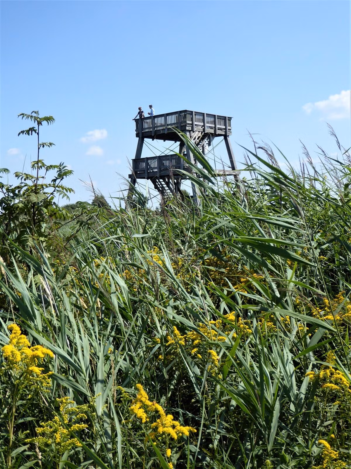 Wandelroute van de maand: Swalkje troch de Alde Feanen in Friesland 17 swalkje troch de alde feanen uitkijktoren.jpg