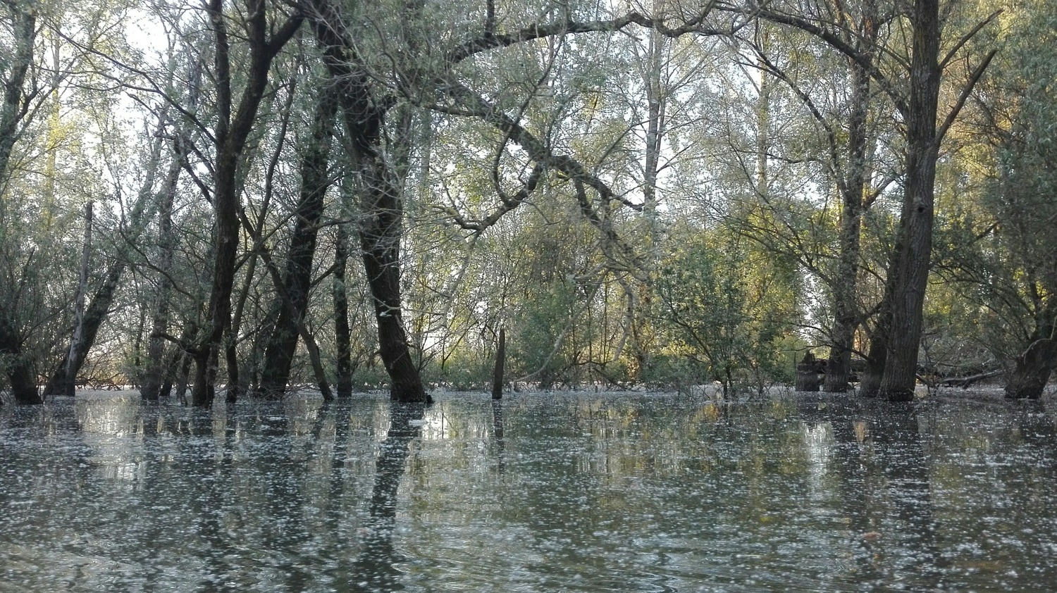 Brabantse Biesbosch