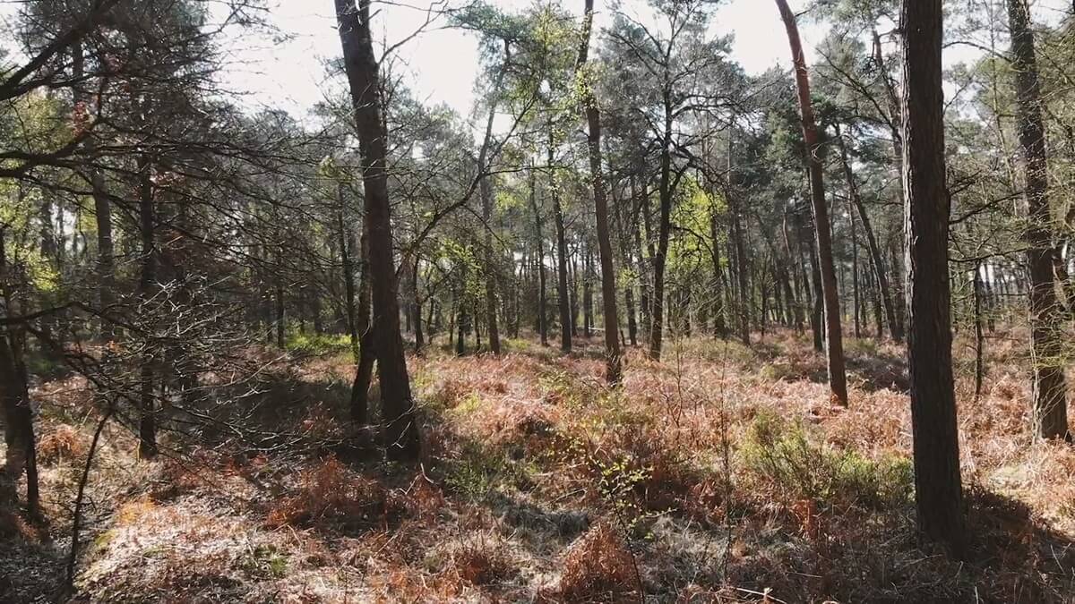 Geocaching in Noord-Brabant: Ontdek de prachtige natuur 4 De Trollen Koning van de Panberg