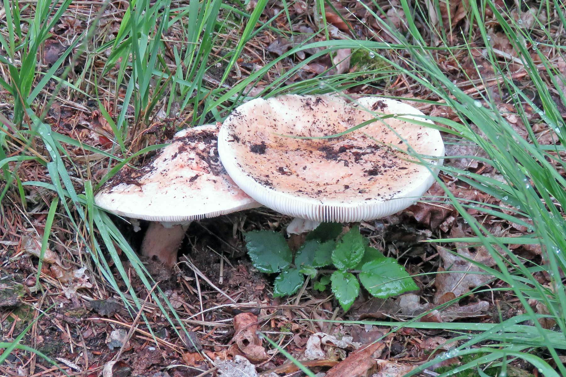Wandelroute De Rabatten van Voorstonden 1