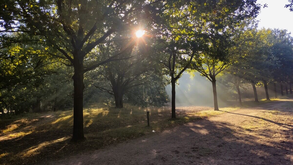 bomenpark heesch 13