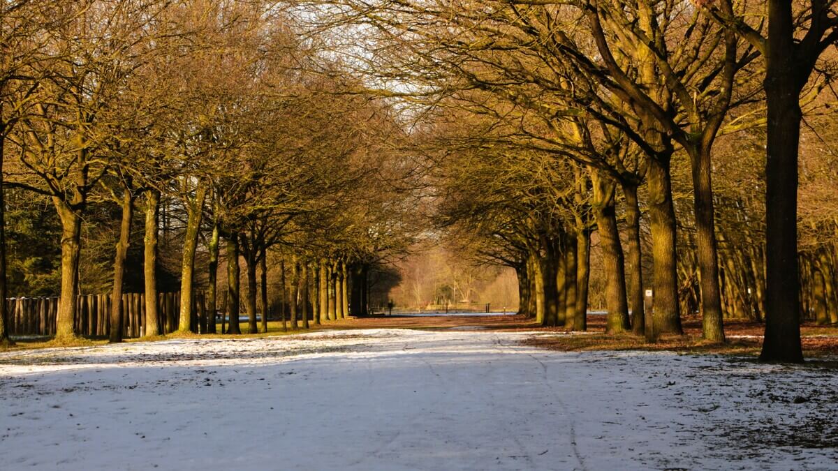 uitzicht bij het bomenpark