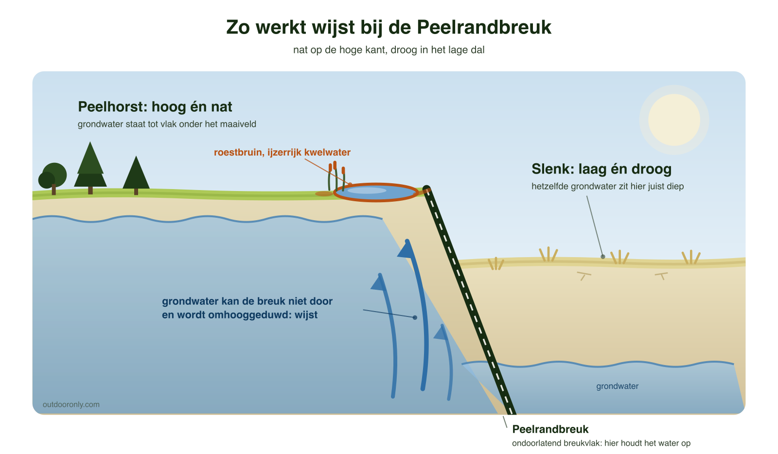 Wandelen in de Maashorst: de complete gids 4 Diagram van de Peelrandbreuk: grondwater wordt langs het ondoorlatende breukvlak omhooggeduwd, waardoor de hoge Peelhorst nat is (wijst) en de lage slenk droog