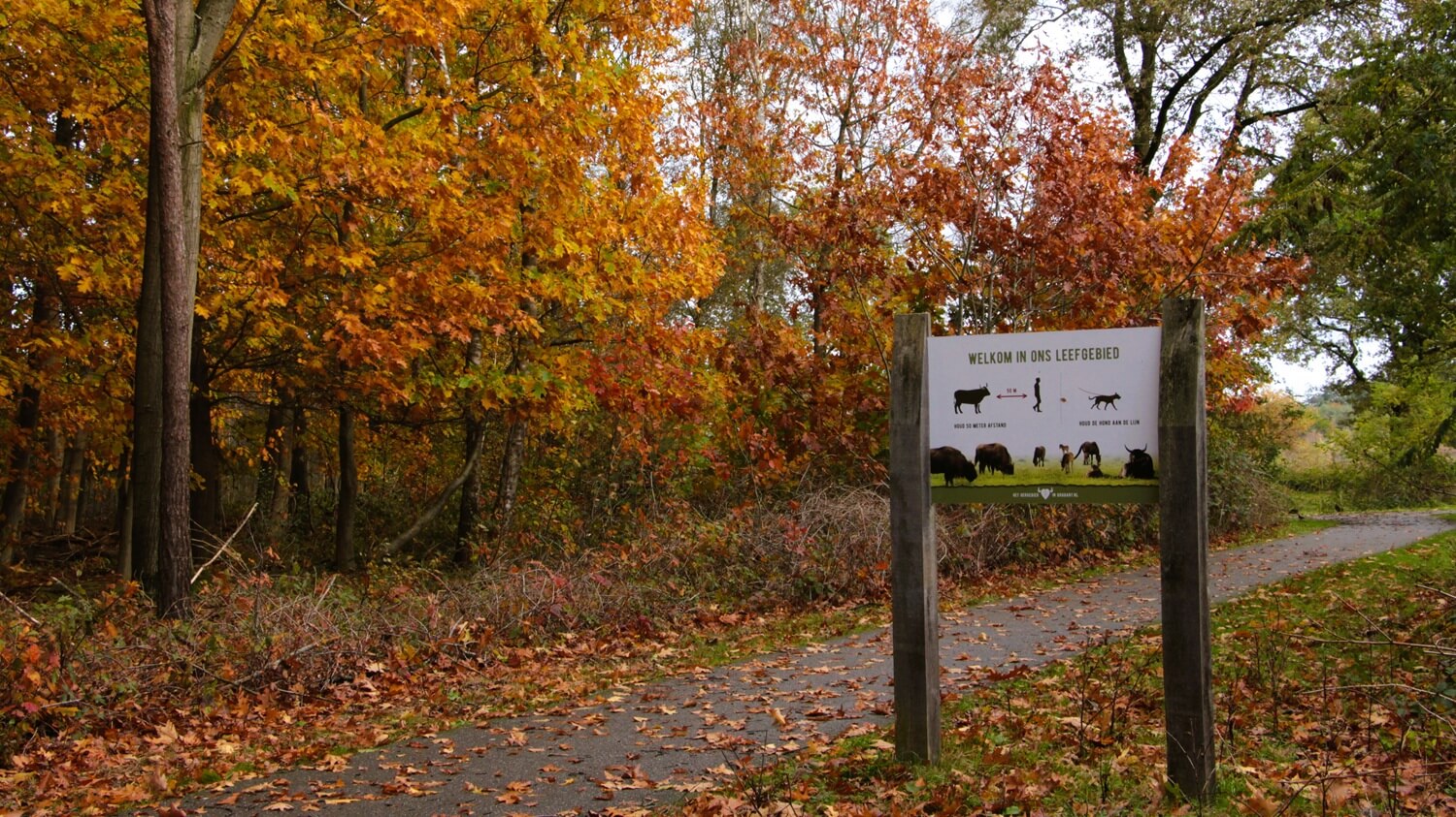 wandelen-in-de-maashorst2