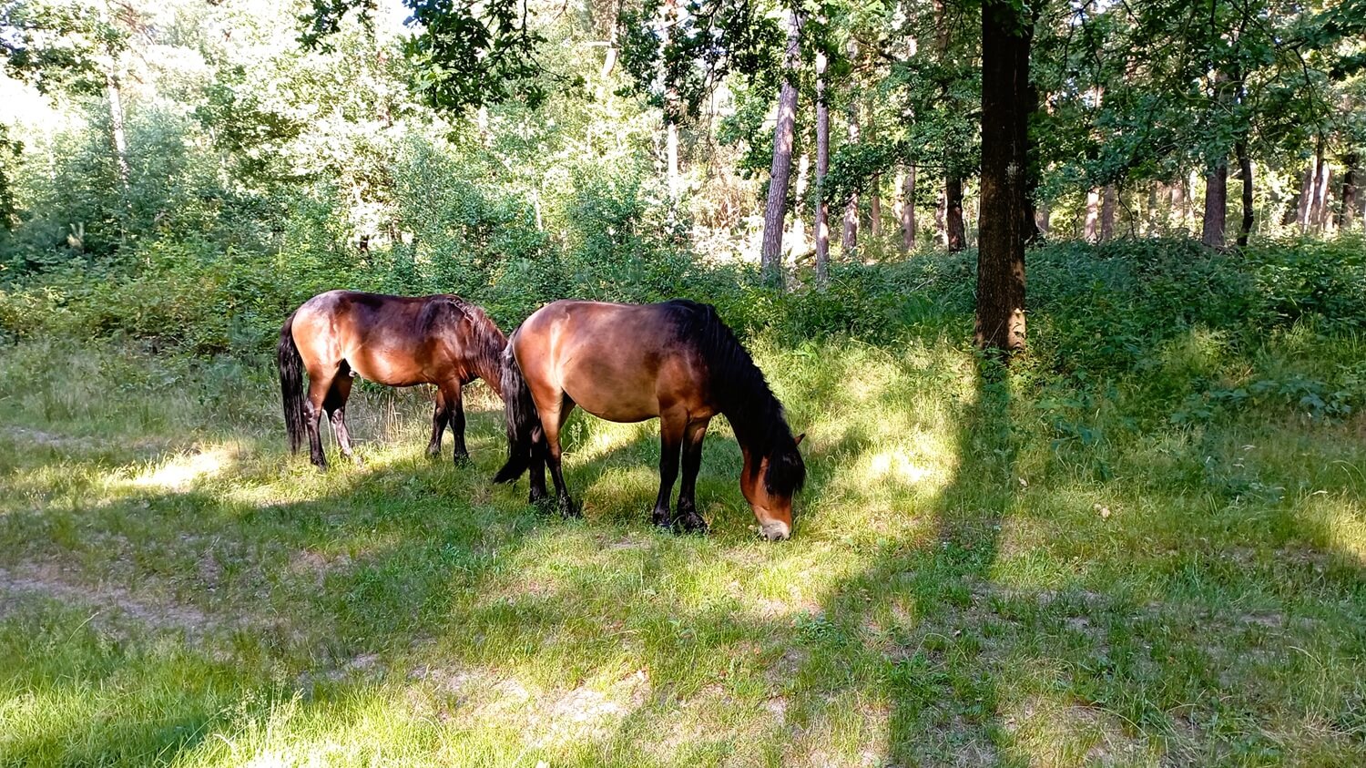 wandelen-in-de-maashorst5