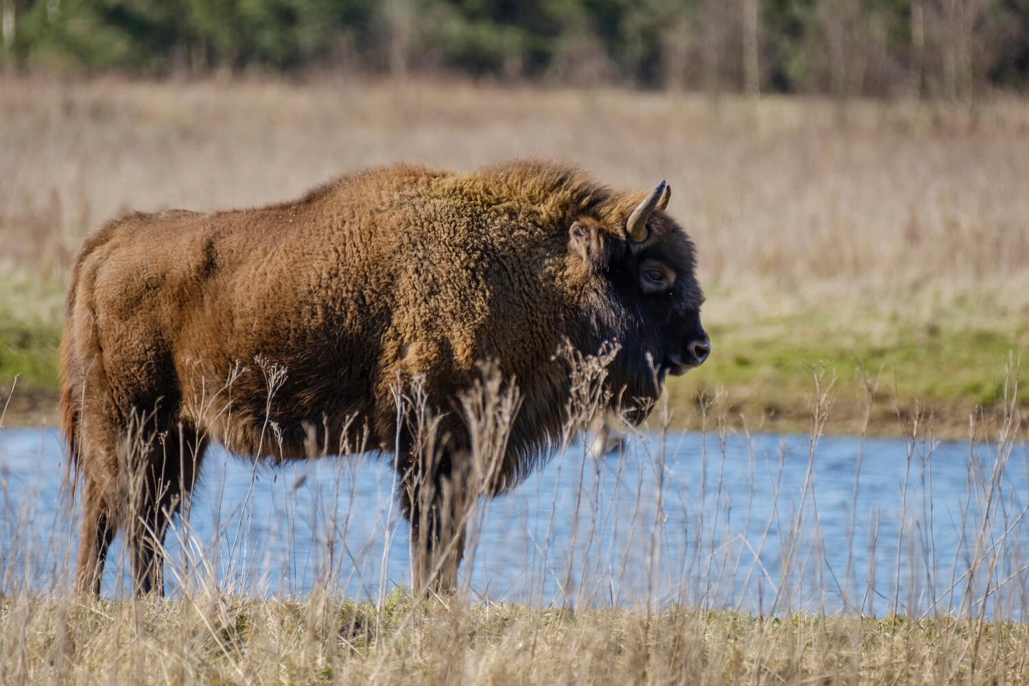 wisent-maashorst