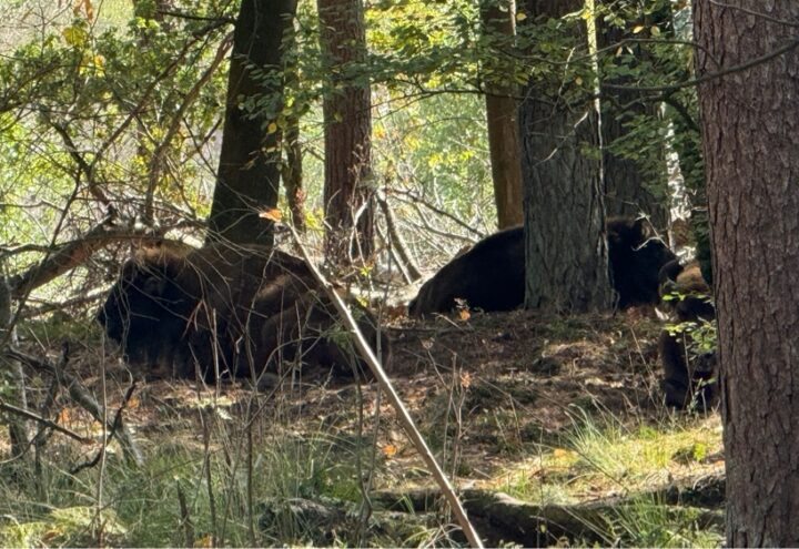Twee wisenten tussen de bomen in een dicht bos