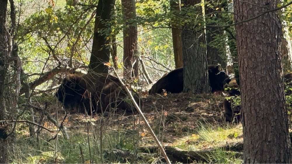 wisenten-in-bos