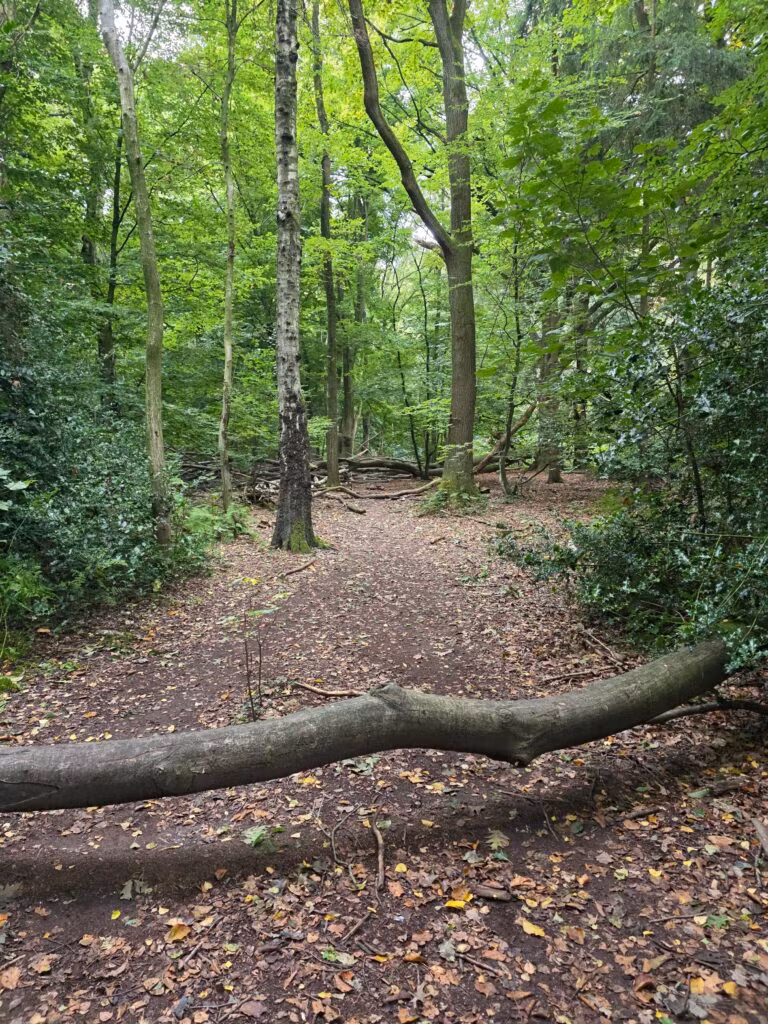 Solo de Dutch Mountain Trail: vier dagen door Limburg 35 dmt dag 3 2