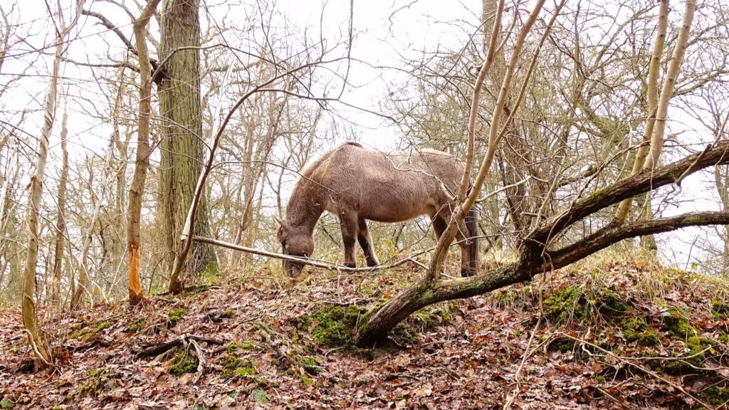 Wandelroute van de maand: Meijendel en Sparregat 18 Meijendel-en-Sparregat-01