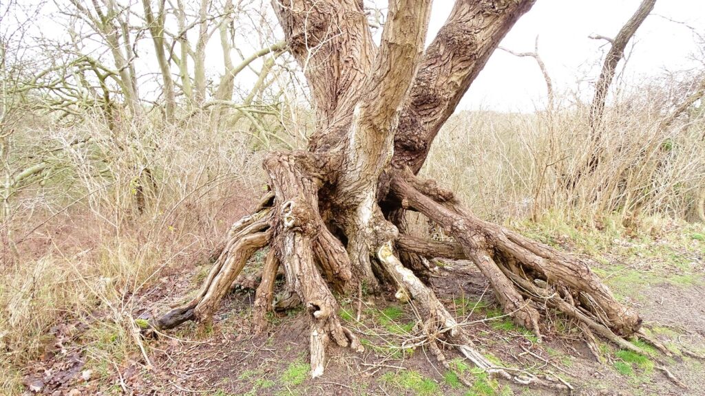 Meijendel-en-Sparregat-03