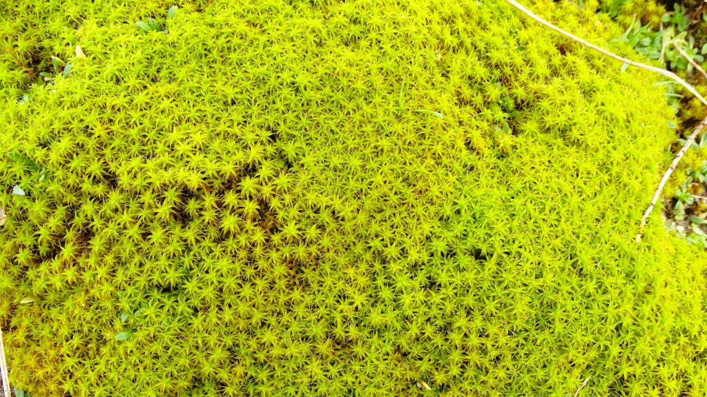 Meijendel-en-Sparregat-06