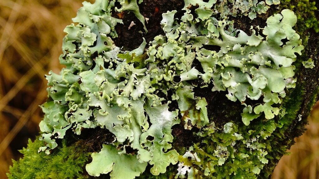 Meijendel-en-Sparregat-07