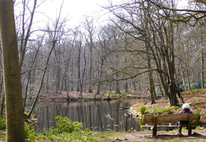 Bankje aan de rand van een stil bosven met kale bomen