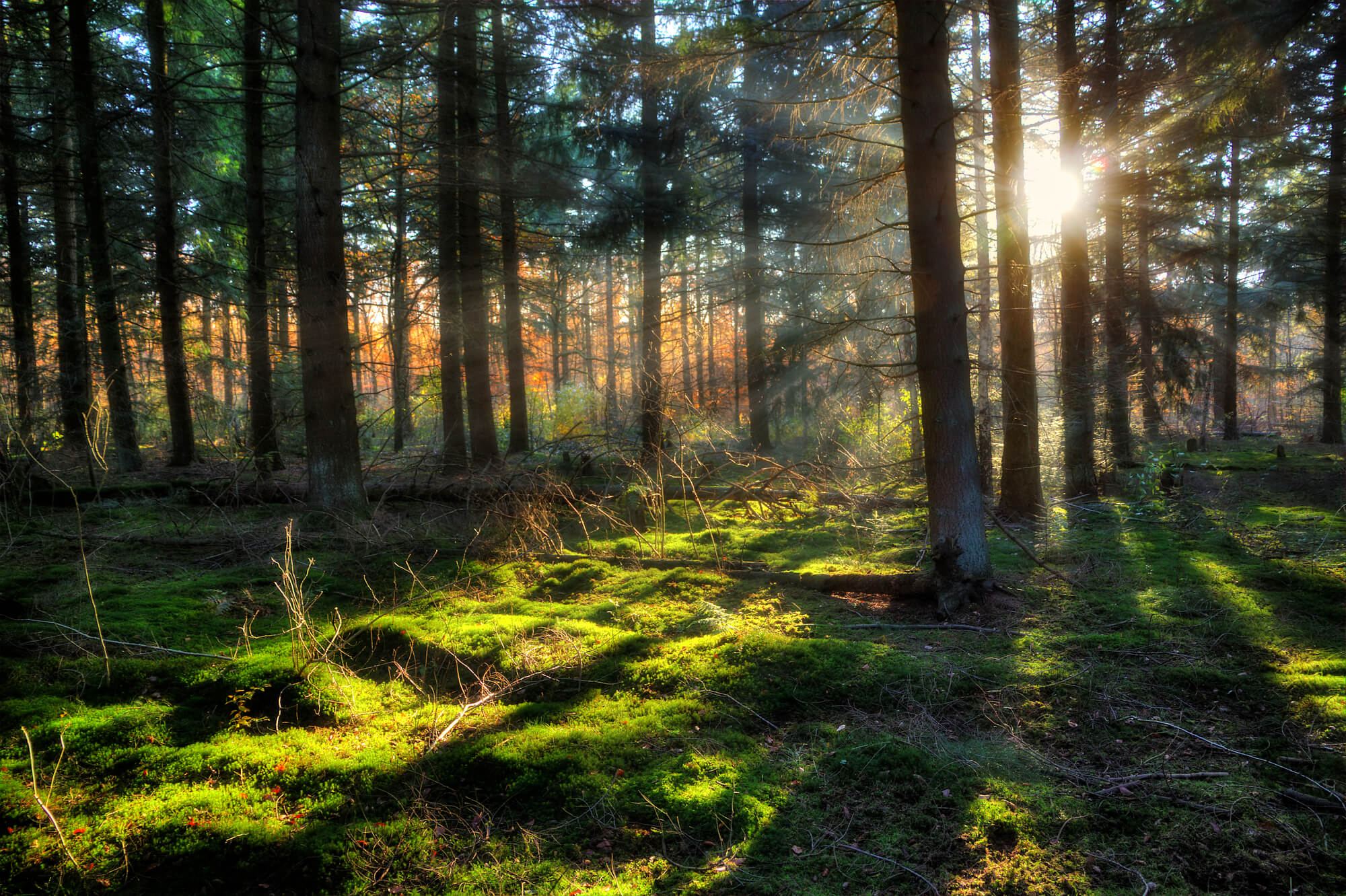 Wandelen in de Veluwe: 6 routes door heide, bos en zand 16 zonsopkomst bij Speulderbos