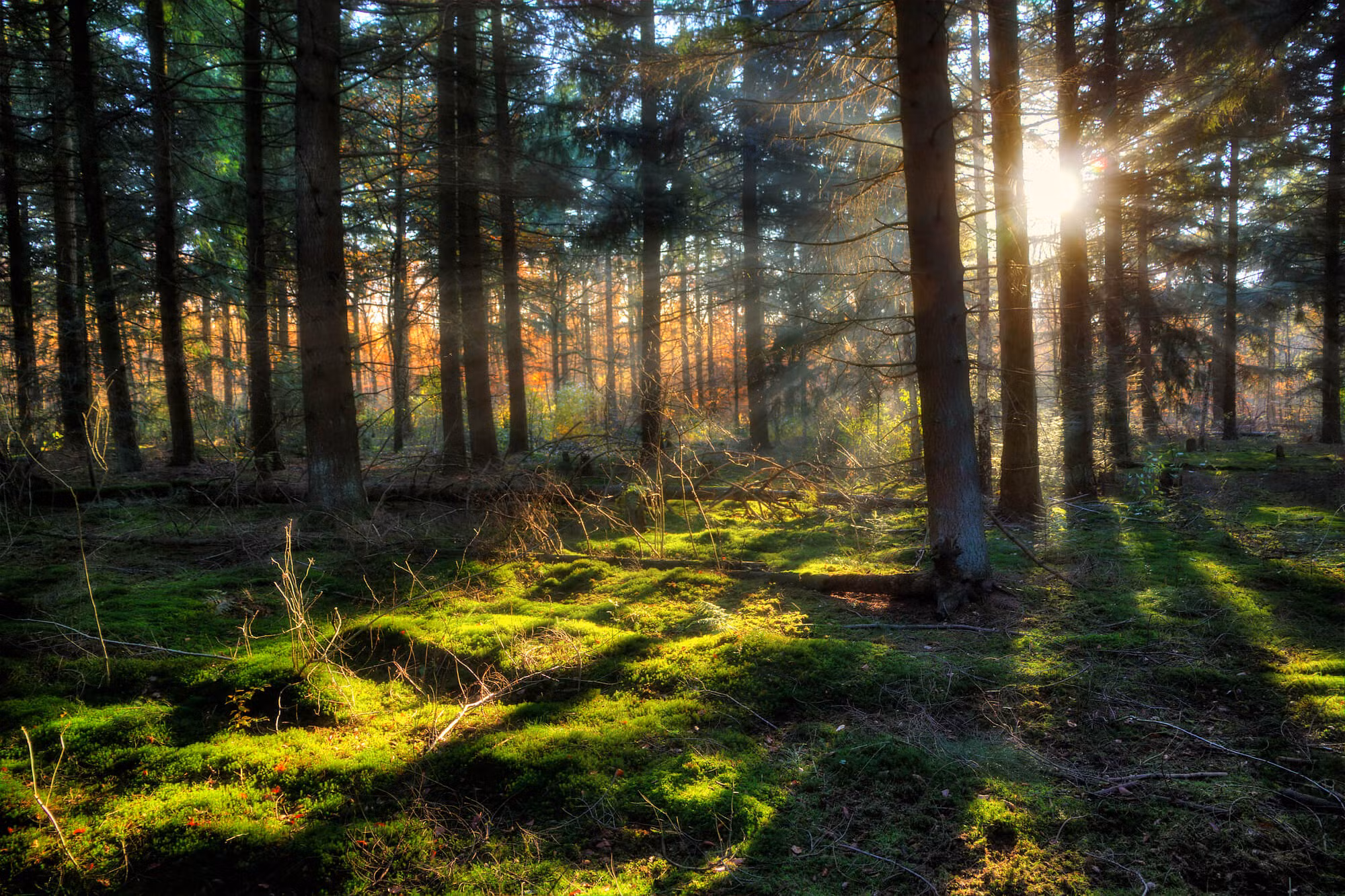 Wandelen in de Veluwe: 6 routes door heide, bos en zand 16 zonsopkomst bij Speulderbos