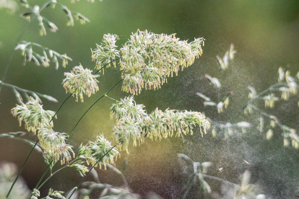 gras met pollen