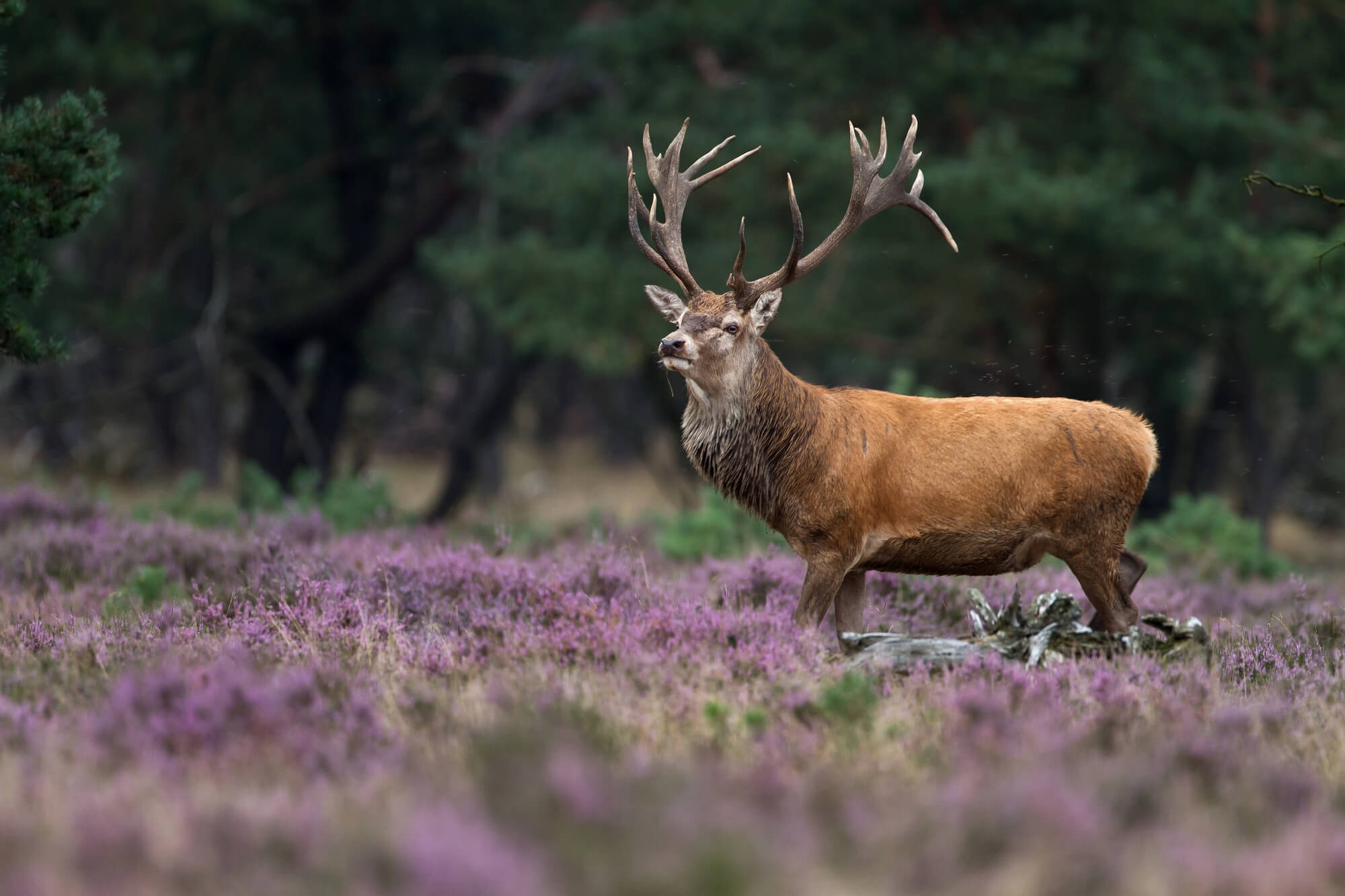 Wandelen in de Veluwe: 6 routes door heide, bos en zand 17 Edelhert op de Veluwe