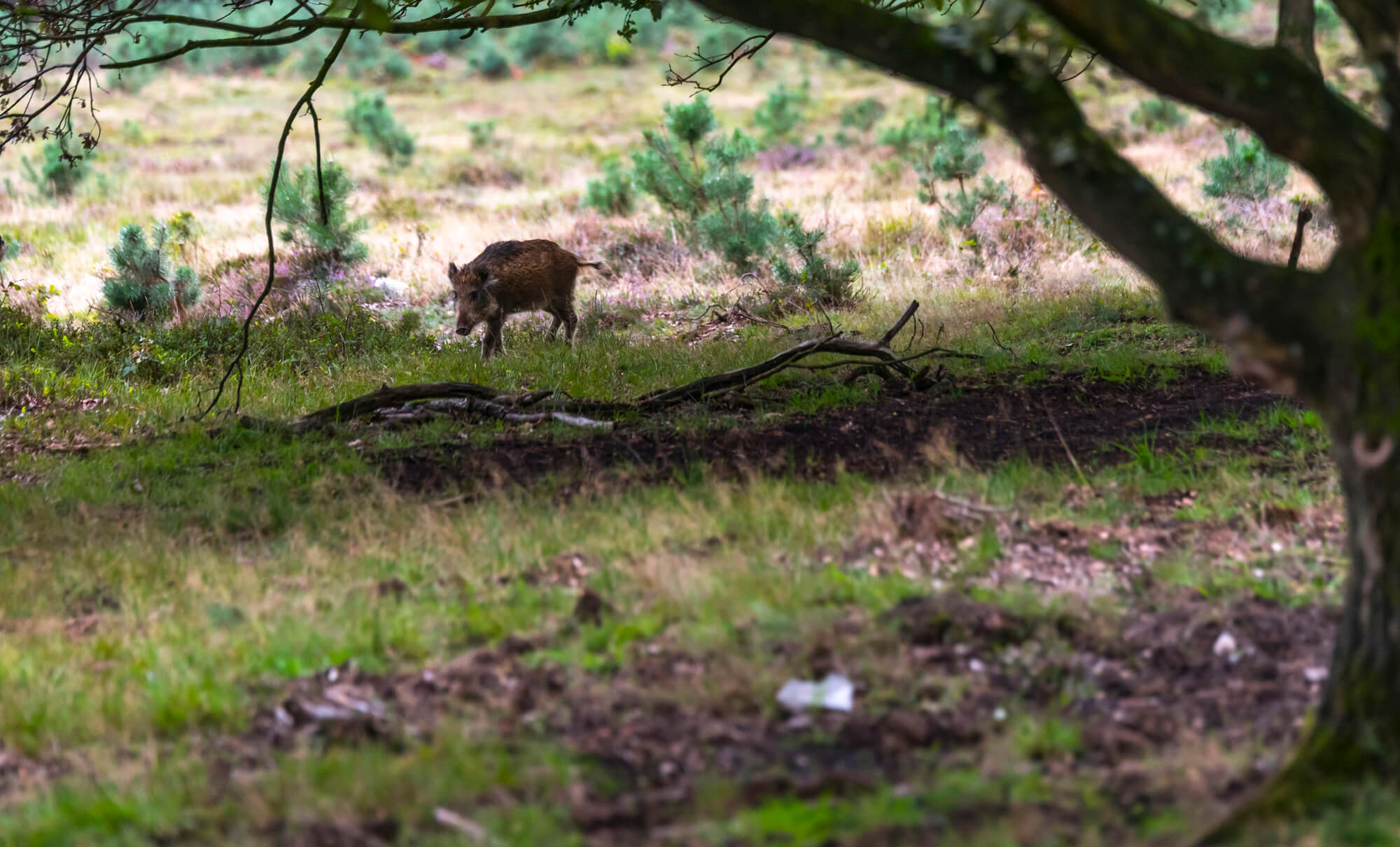 Wandelen in de Veluwe: 6 routes door heide, bos en zand 18 Jong wild zwijn gespot in het Speulderbos