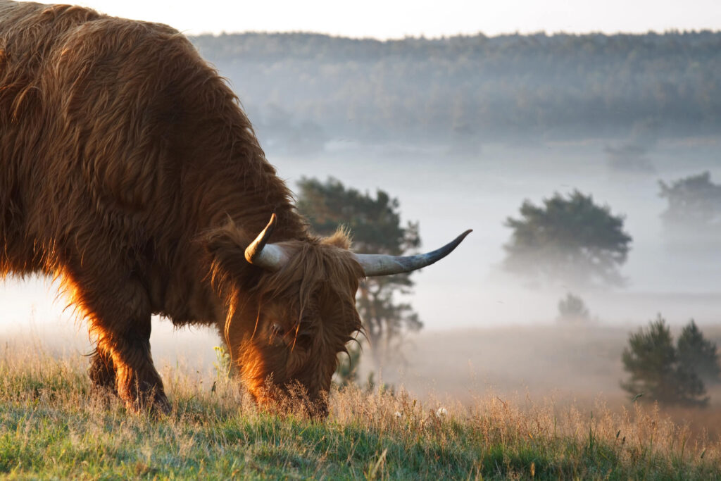 Nationale parken van Nederland: de wandelgids 2 Veluwe wisent