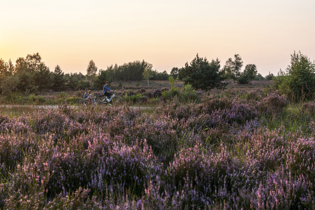 Wandelen in de Hoge Kempen: het enige nationaal park van België 20 ©Visit-Limburg-Kurt-Vandeweerdt