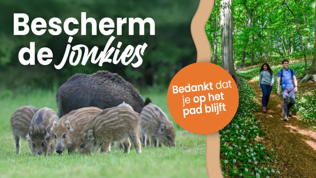Wandelen in het broedseizoen: wat je ziet en hoe je je gedraagt 16 Bescherm de jonkies - Wandelen in het broedseizoen