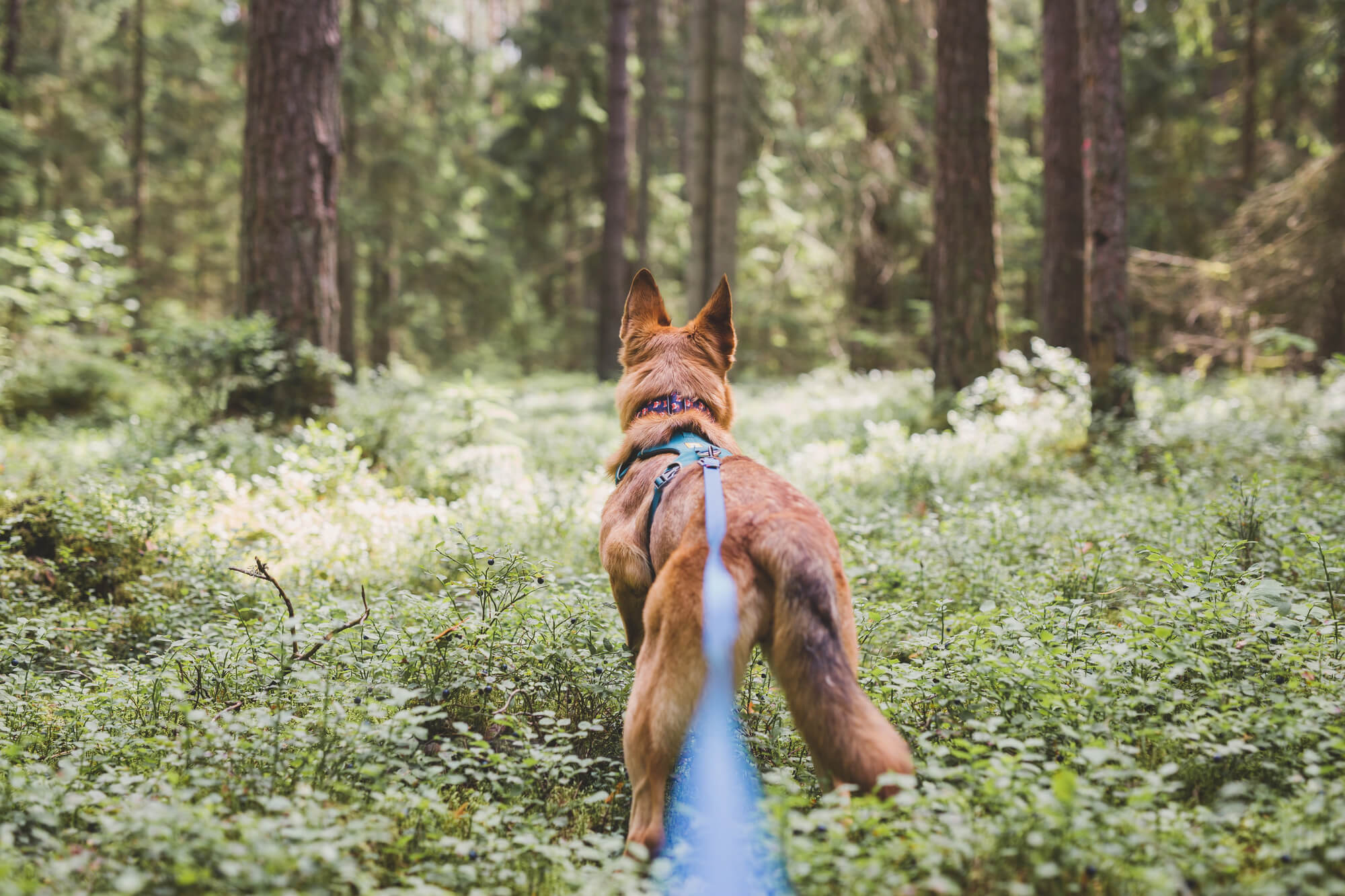 Wandelen in het broedseizoen: wat je ziet en hoe je je gedraagt 18 hond lijn bossen