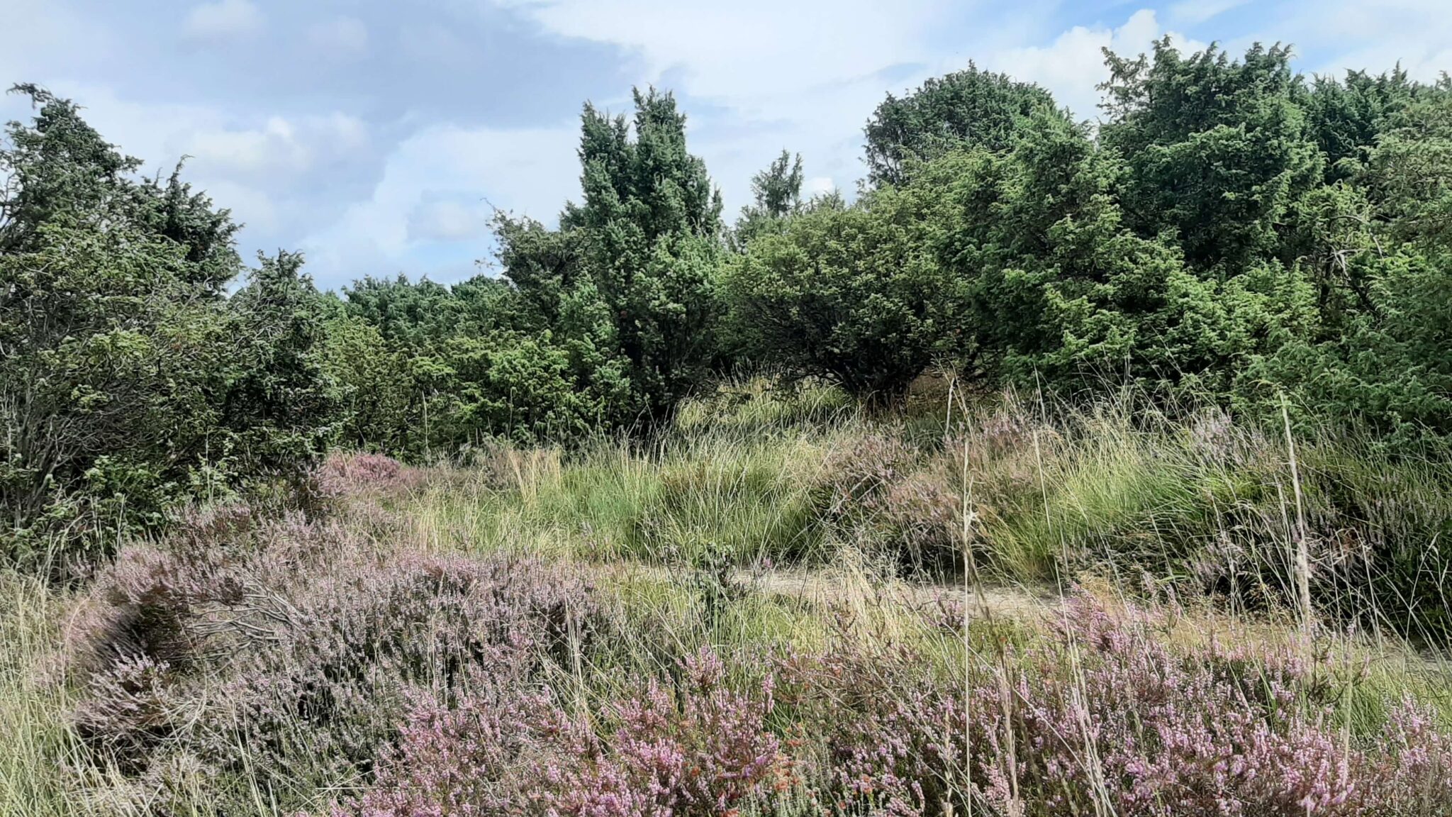 Wandelroute van de maand: De Papeloze Kerk in Drenthe 16 papeloze kerk route 2 scaled