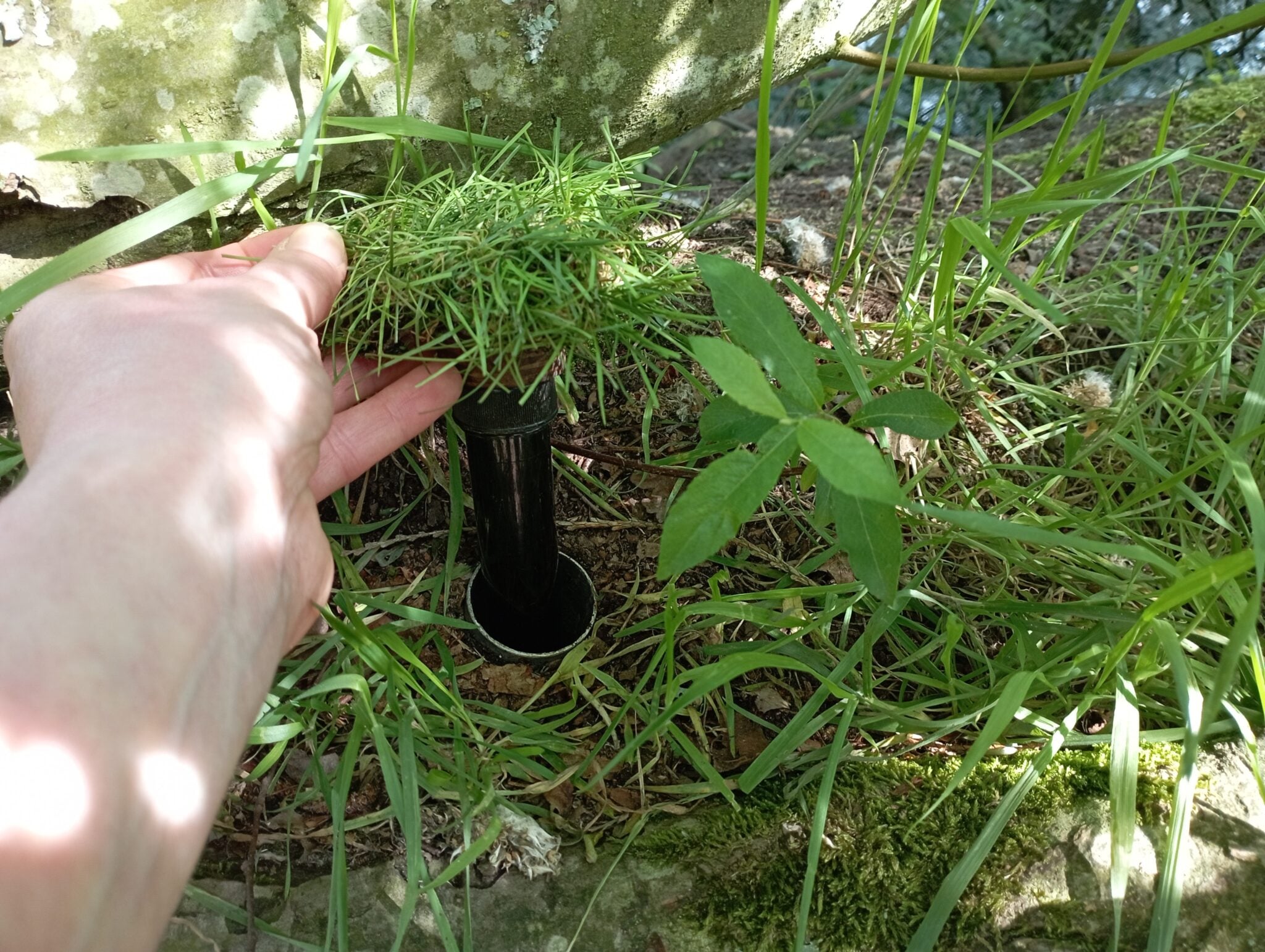 De beste geocache container: petling