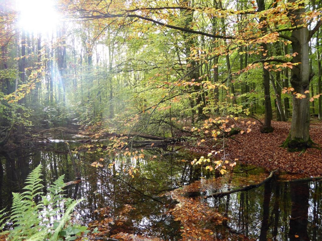 Wandelroute van de maand: slingeren door het Waterloopbos 21 waterloopbos-herfst