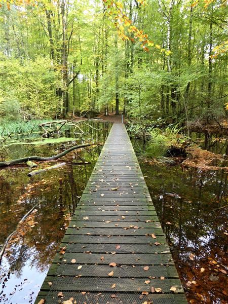 Wandelroute van de maand: slingeren door het Waterloopbos 17 waterloopbos pad