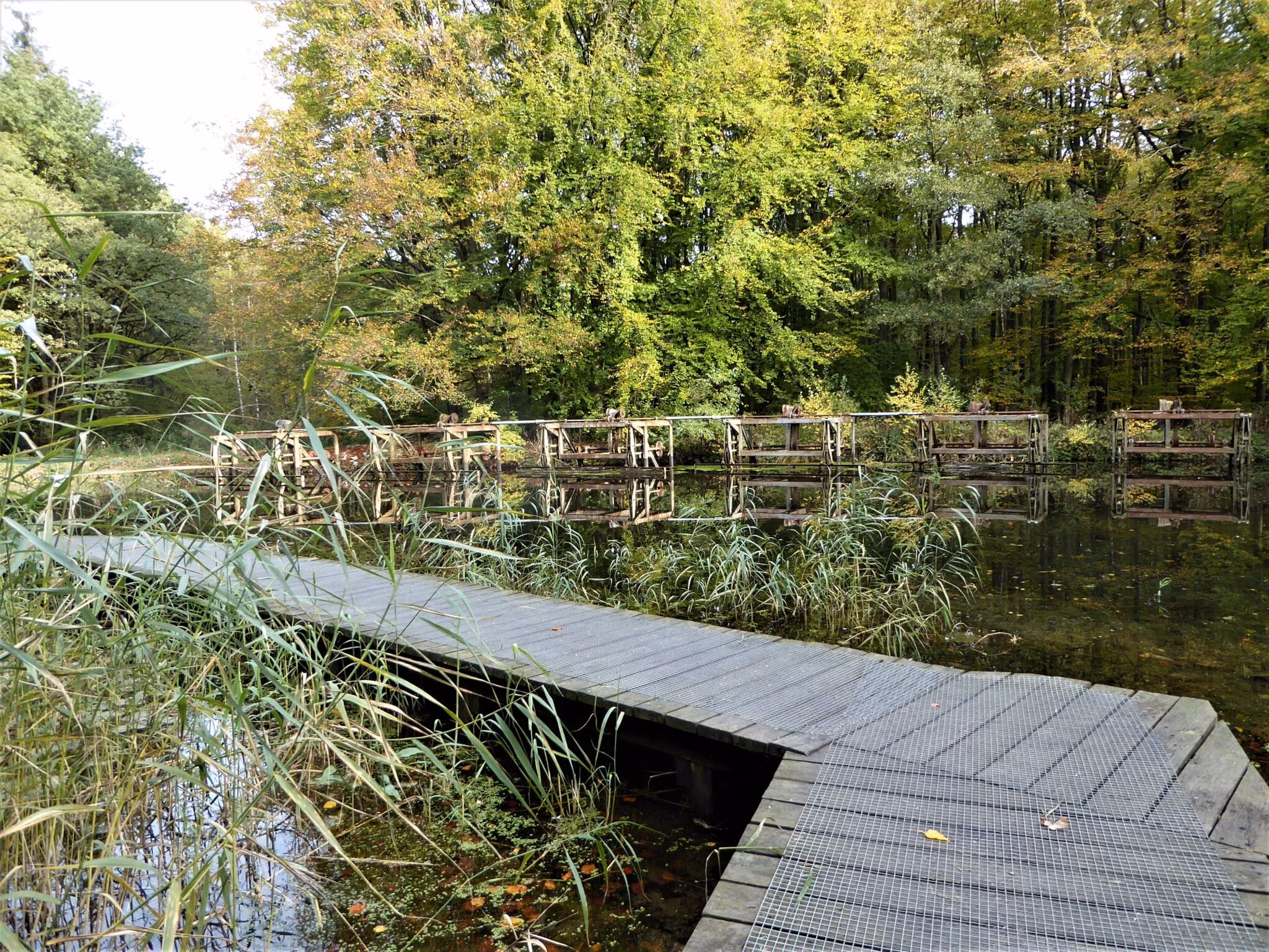 Wandelroute van de maand: slingeren door het Waterloopbos