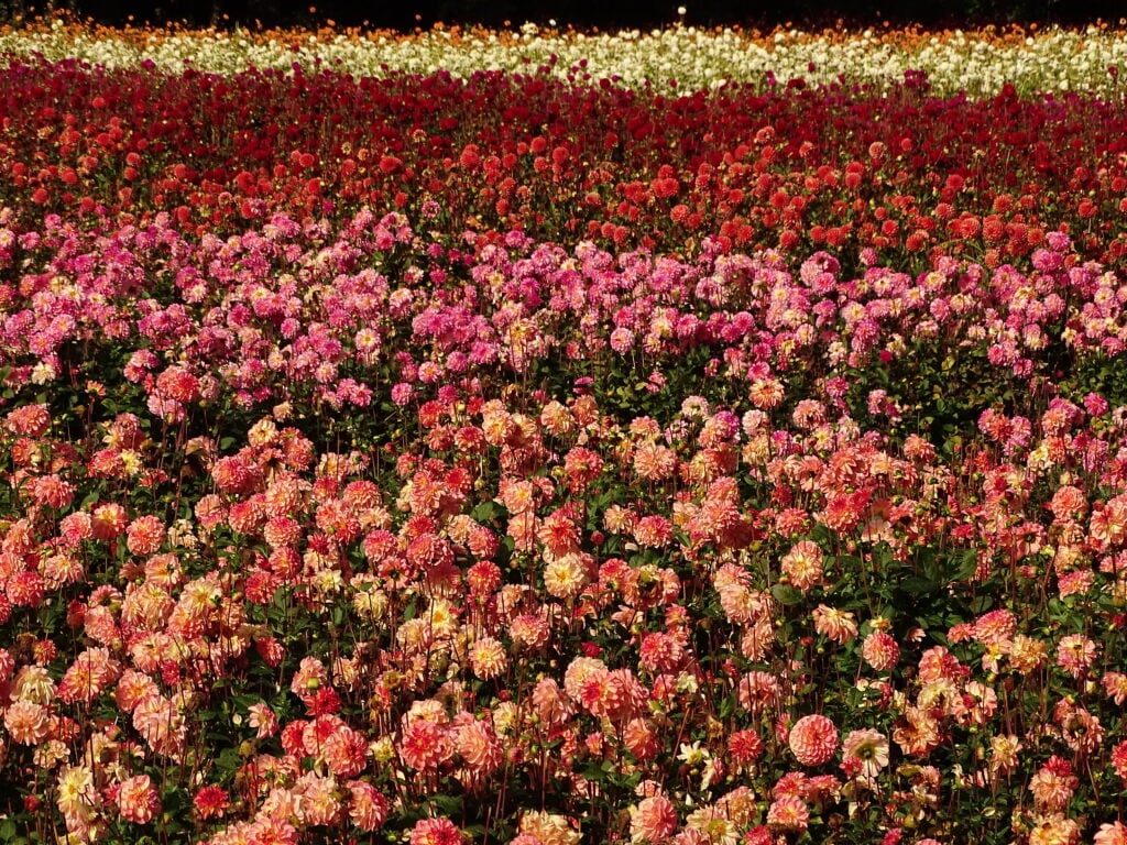 Wandelroute van de maand: slingeren door het Waterloopbos 20 waterloopbos-zomer