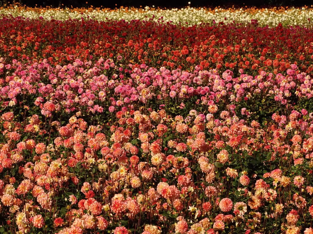 Wandelroute van de maand: slingeren door het Waterloopbos 20 waterloopbos-zomer