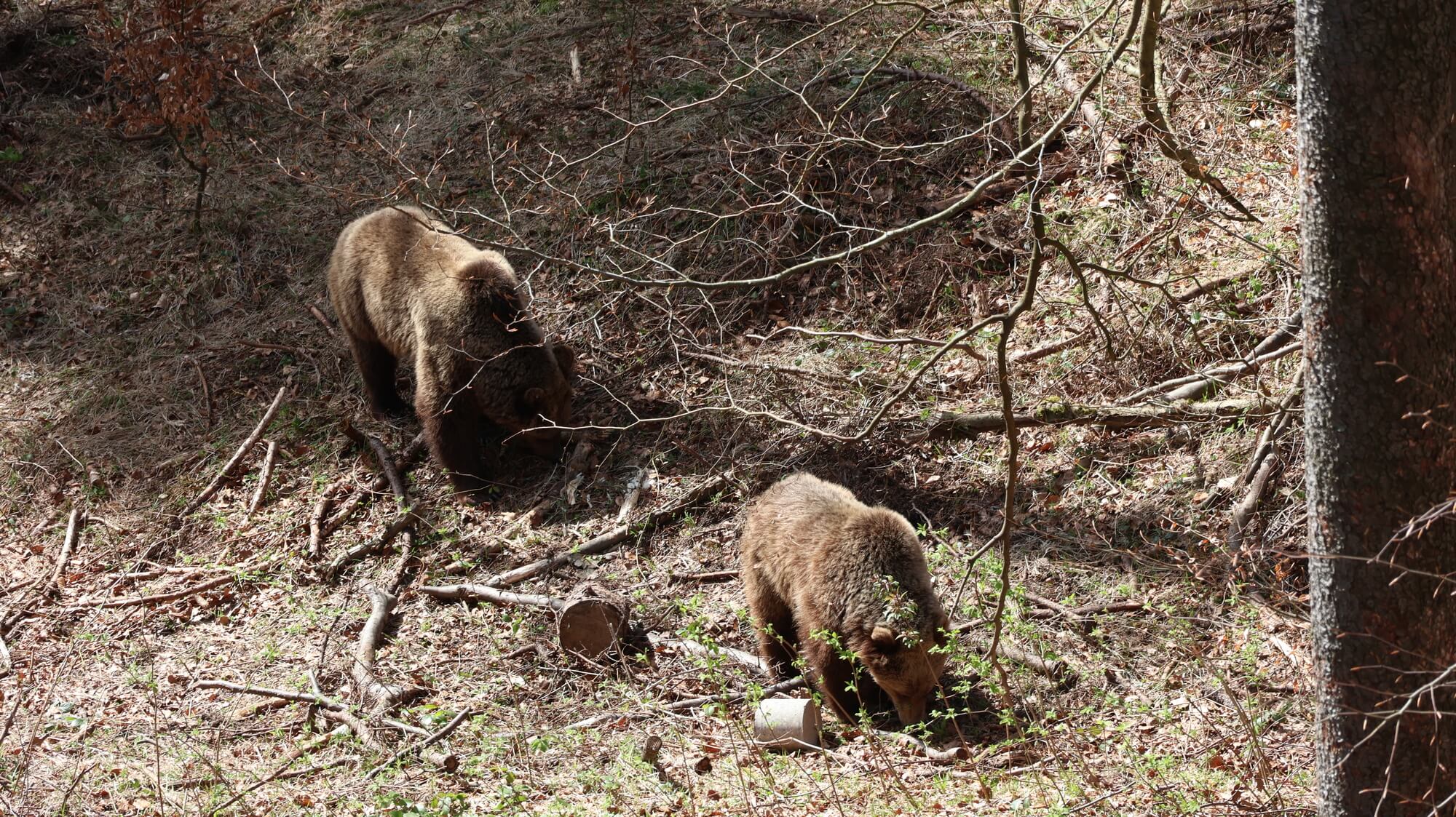 Boomkroonpad Janské Lázně: wandelen door de boomtoppen van het Reuzengebergte 17 Boomkroonpad Janske Lazne 1