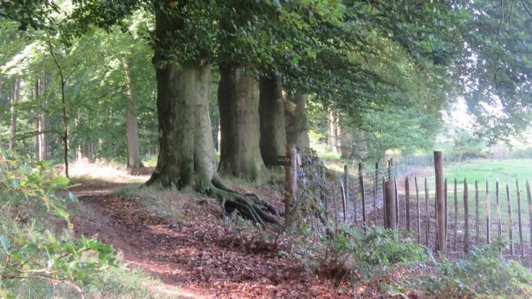wandelroute 'Goed te pruimen'