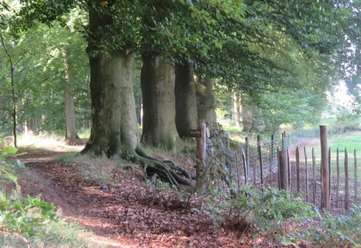 wandelroute 'Goed te pruimen'