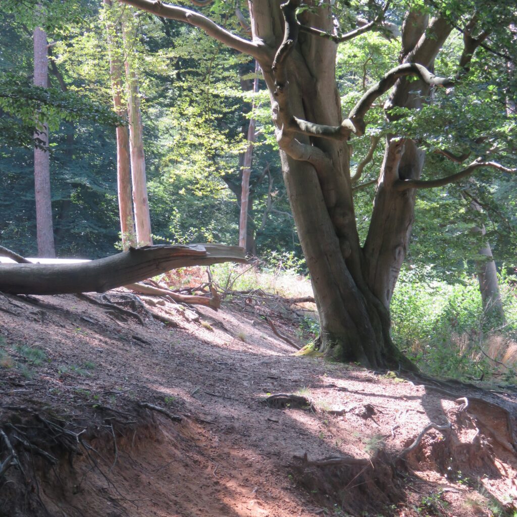 Wandelroute van de maand: Goed te pruimen in Utrecht 21 IMG 0189