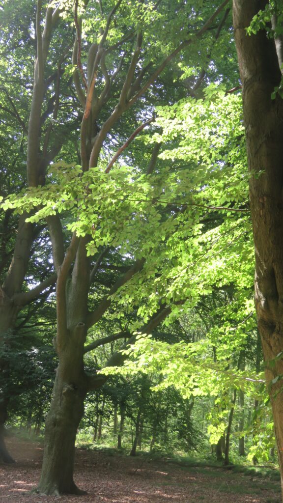 Wandelroute van de maand: Goed te pruimen in Utrecht 22 IMG 0199